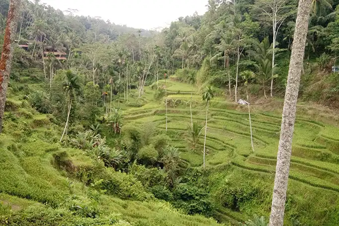 Tegalalang rice terraces