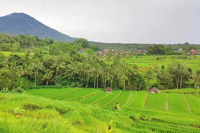 jatiluwih rice terrace