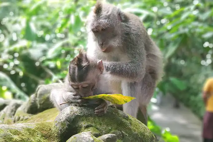 Ubud Monkey Forest