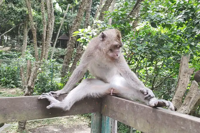 Ubud Monkey Forest