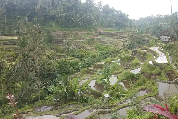 Tegalalang Rice Terrace